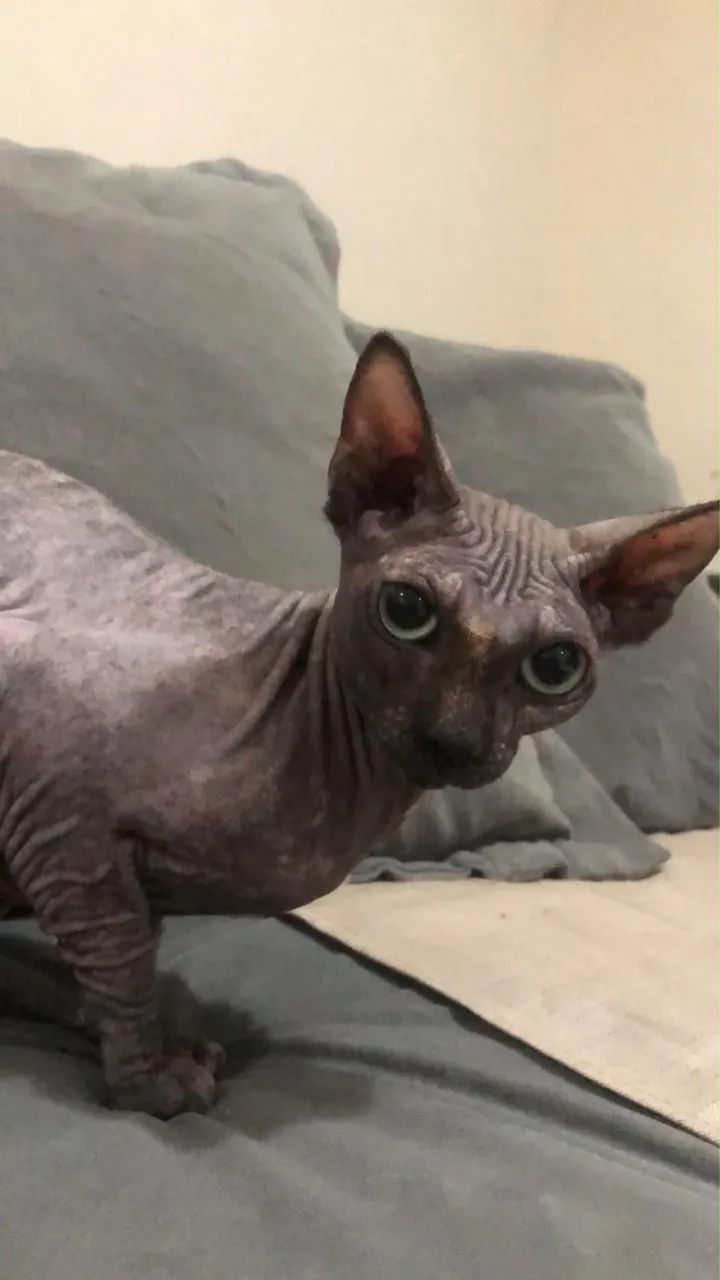 Vendo gato Sphynx  - Foto 3
