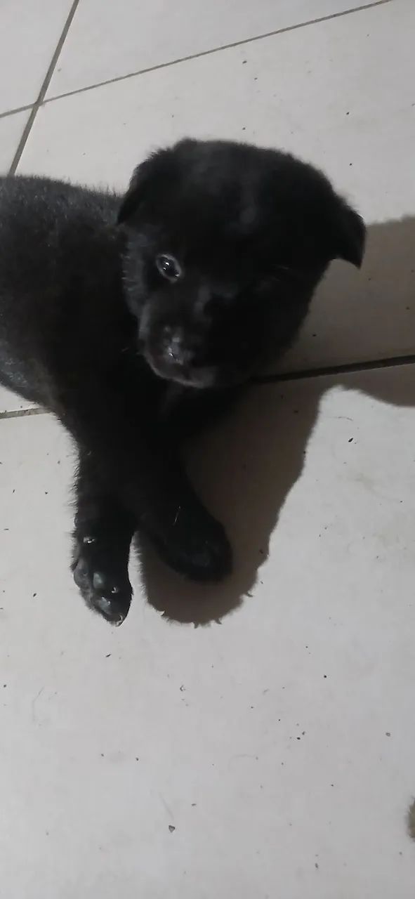 Cachorro ?  - Foto 4