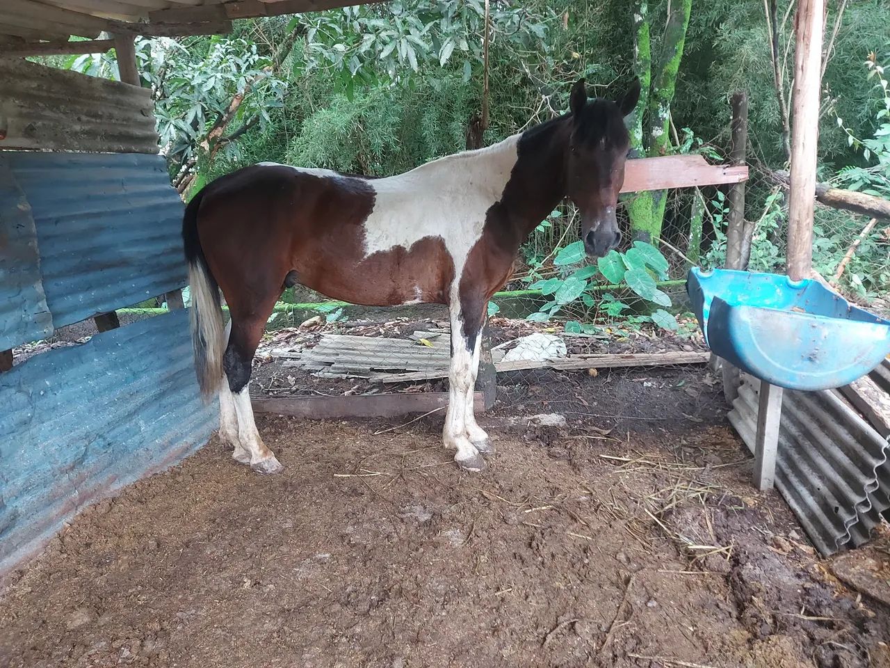 Cavalo pampa  - Foto 2