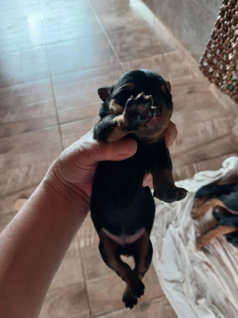 Venda-se rottweiler  - Foto 5