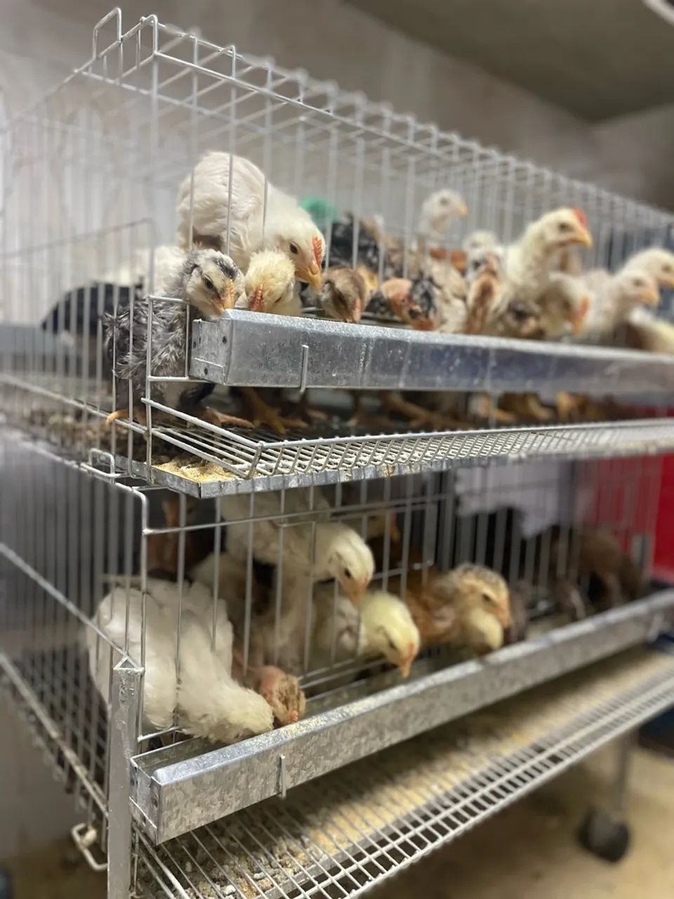 Pintinhos 
