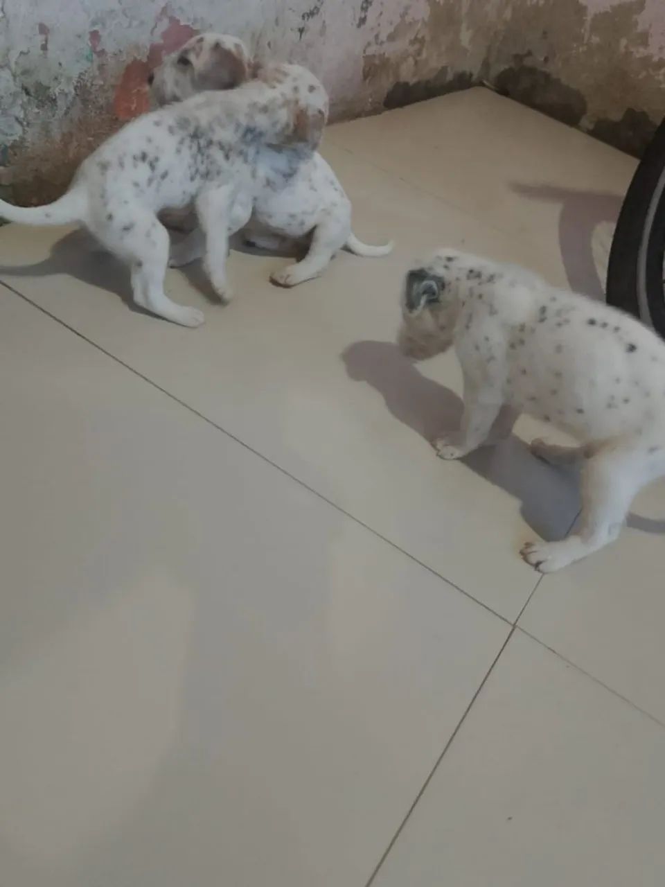 Lindos cachorrinhos dálmatas  - Foto 2