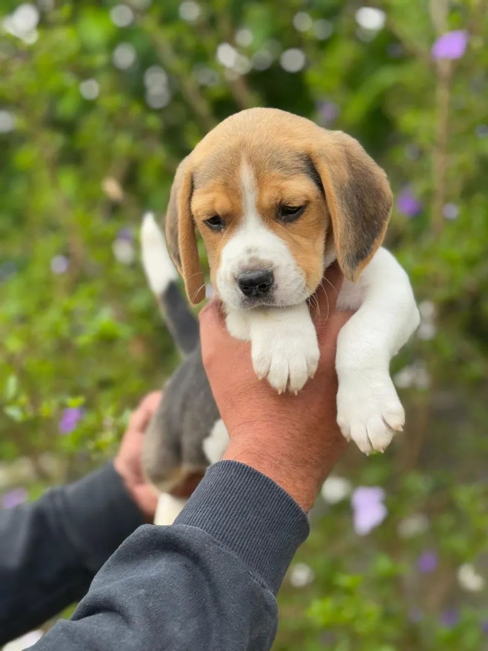 Beagle tricolor e bicolor 