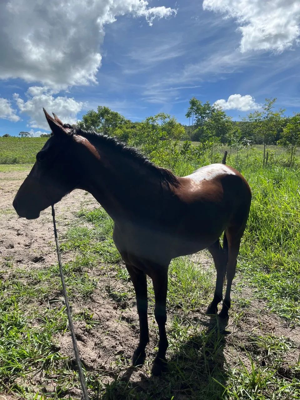 Égua  - Foto 3