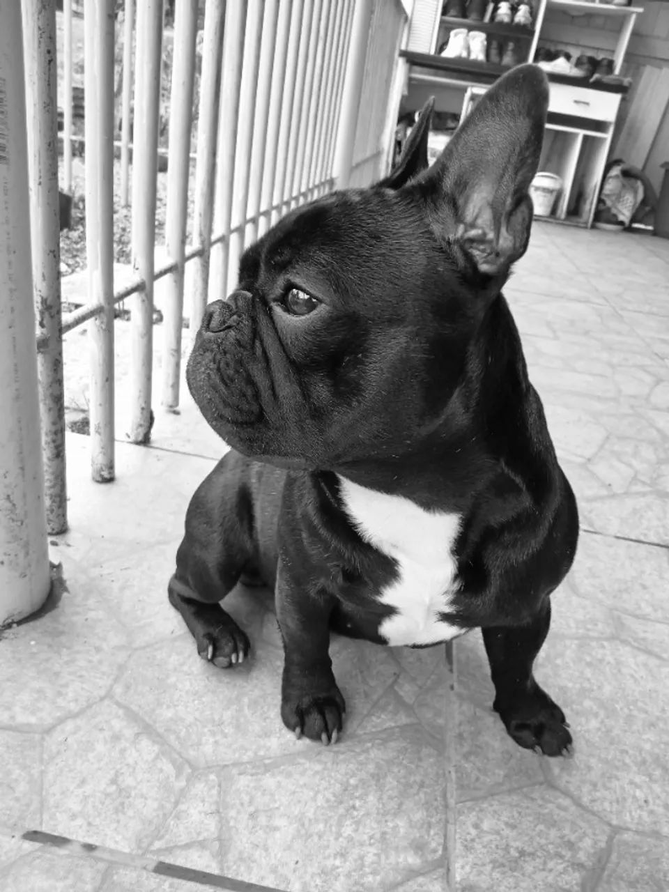 Buldogue francês  - Foto 2