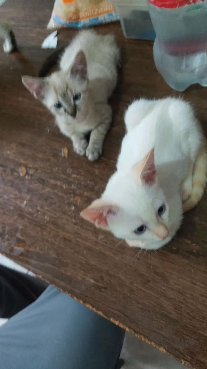 Doa se Filhotes de Gato  - Foto 2