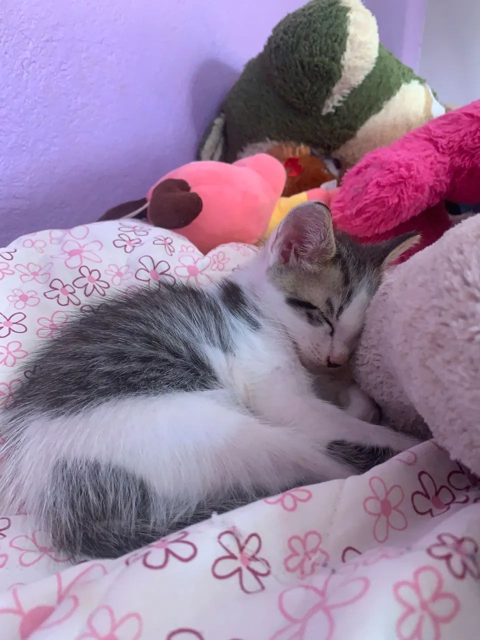 Gatos  - Foto 2