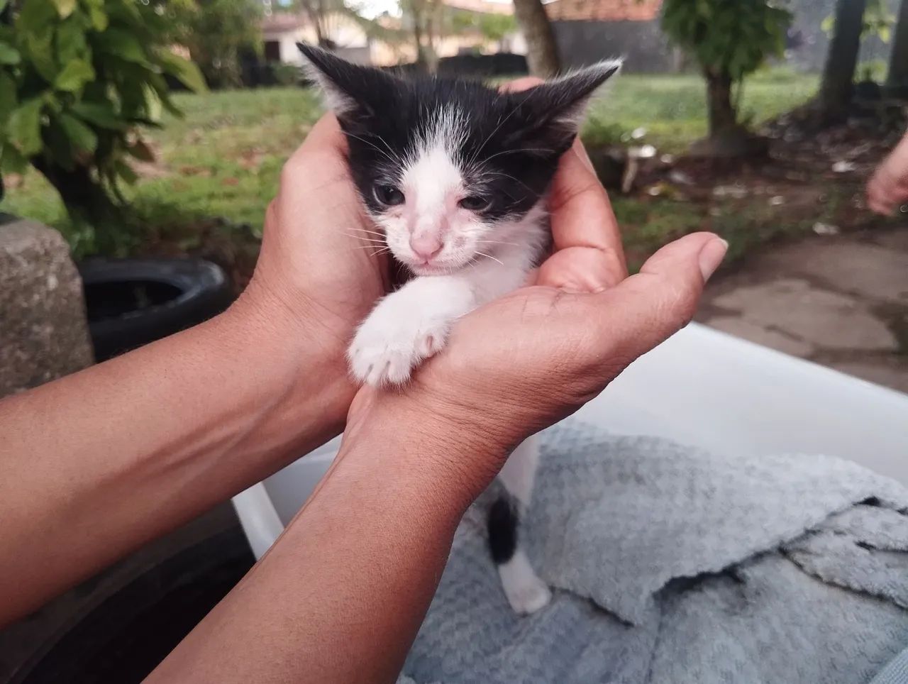 Doação GATO - Foto 2