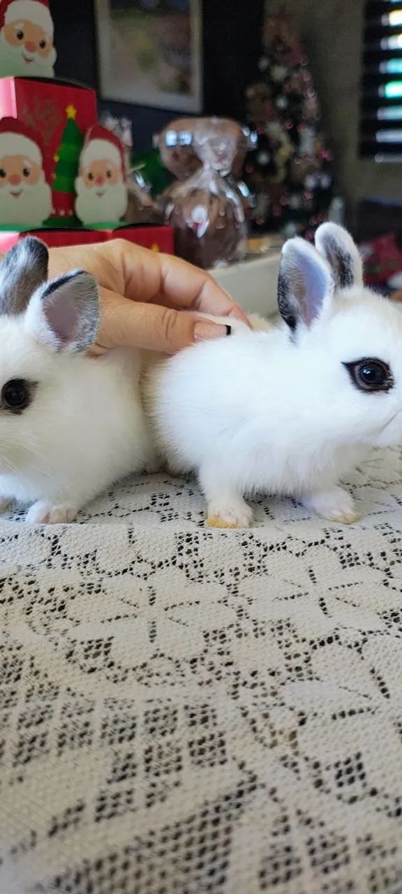 FILHOTES DE NETHERLAND DWARF PUROS - DISPONÍVEIS - Foto 3