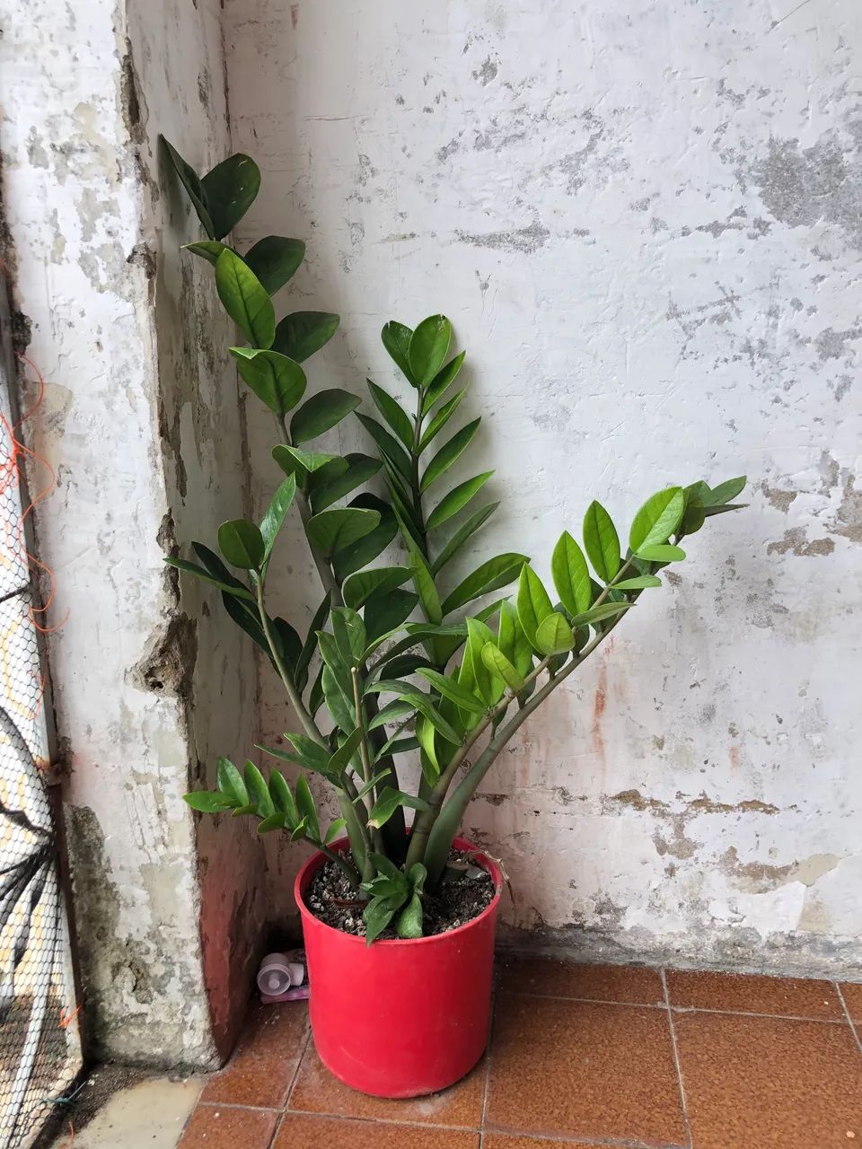 zamioculcas  - Foto 4