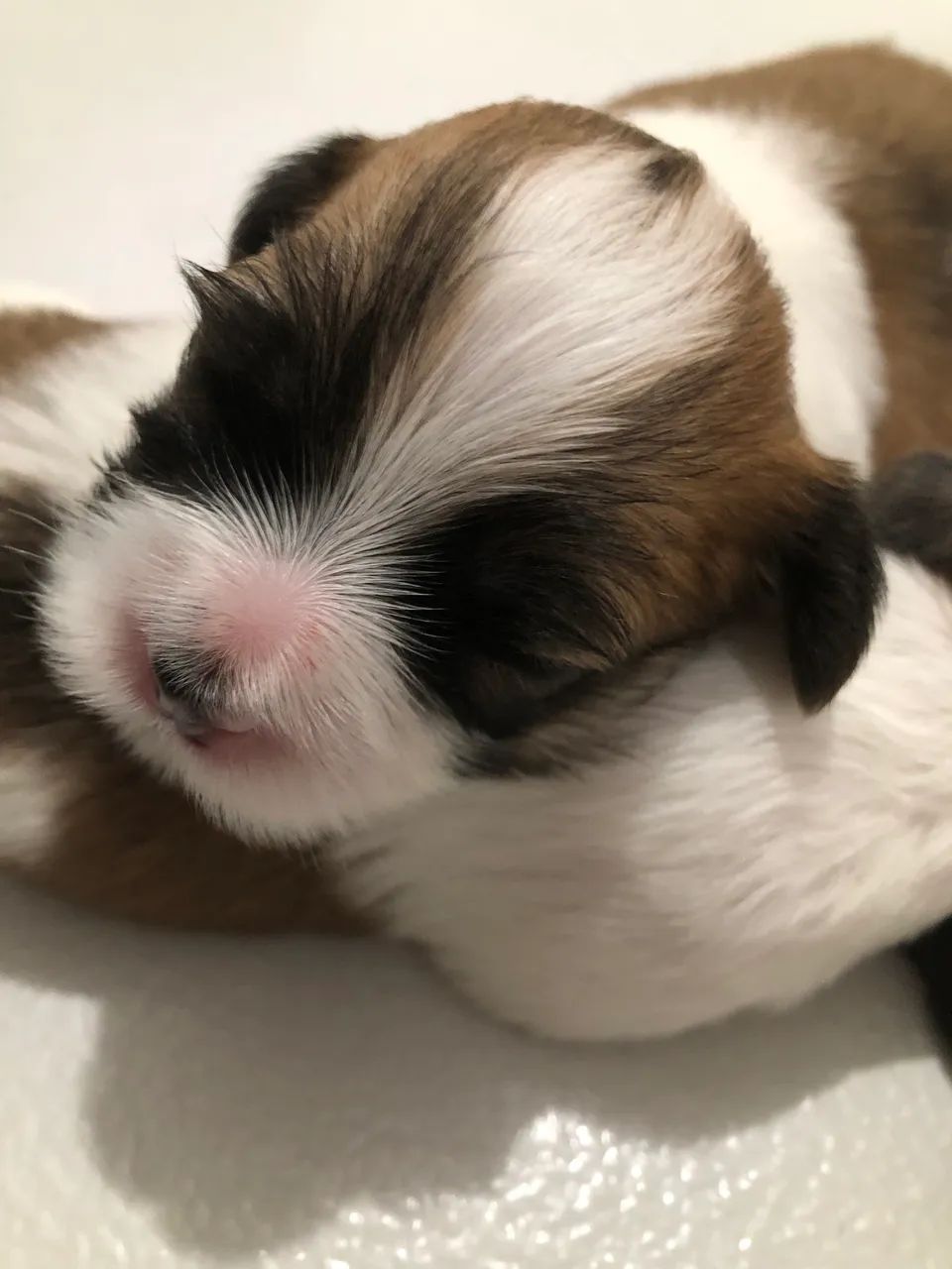 Lhasa apso - Foto 5