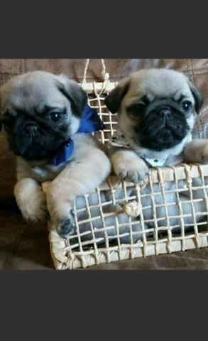 Pug pug machinho linhagem campeos pais com pedigre