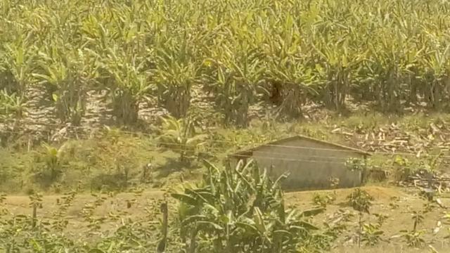 Propriedade de 37 hectares, com 20 hectares de plantio de banana, em Amaraji-PE! - Foto 5