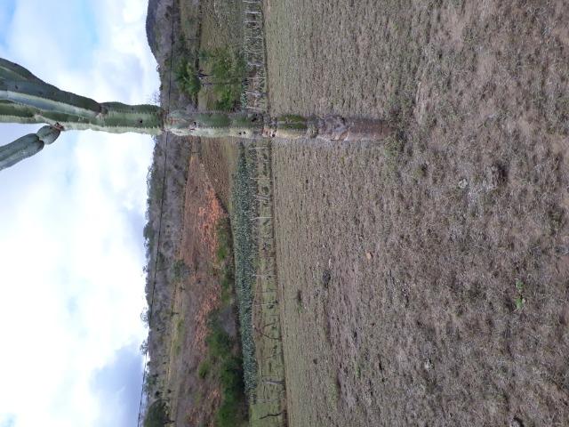 Fazenda de 160 hequitares - Foto 9
