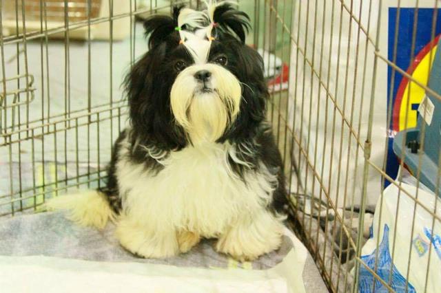 Shih tzu do Canil PS