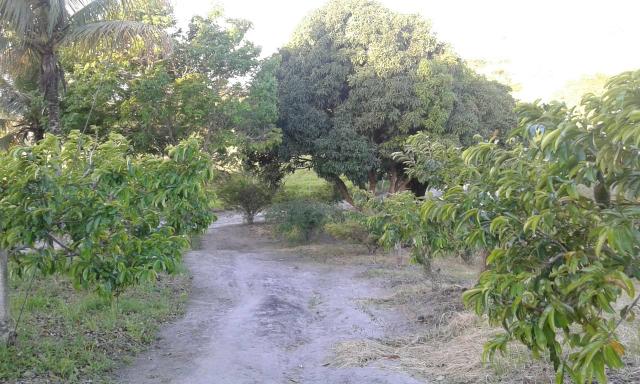 Sítio em Chã Grande, com 10 hectares. Casa sede c/4 qts, sendo 3 suítes, - Foto 4