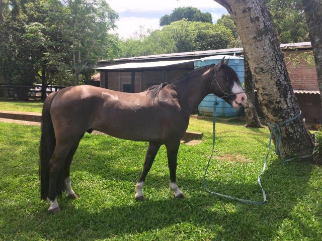 Cavalo crioulo - Foto 4