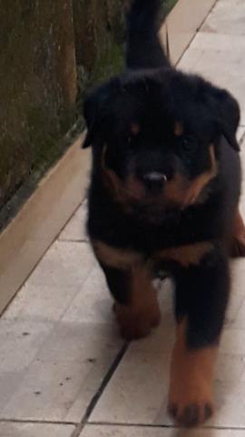 Filhotes de rotweiller,pronta entrega estao com 75 dias,e vacinados com a 2°dose - Foto 4
