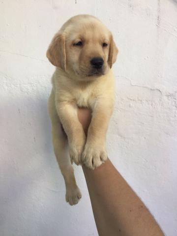 Labrador chocolate/amarelo/preto, machos e fêmeas com garantias e suportes exclusivos - Foto 5