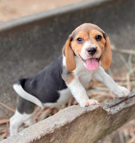 Belos mini beagle canilcanaa  - Foto 4