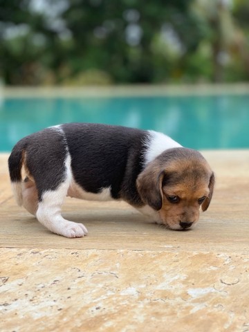 O que há de top no beagle mini mini  - Foto 2