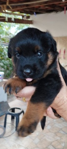 Vendo rottweiler 