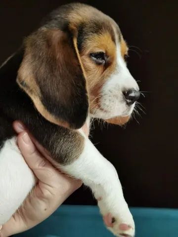    Beagle cães Entregues com Vacina Recibo e Documentados  - Foto 3
