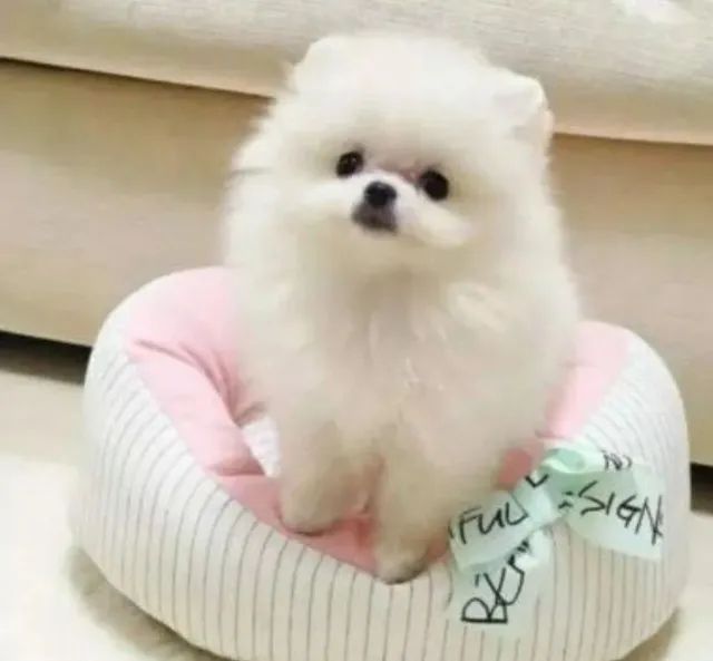 Lulu da Pomerania filhote disponível.