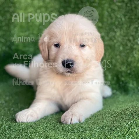 Golden Retriever bem fofinhos $$ - Cachorros e acessórios - Perdizes, São  Paulo 904740490