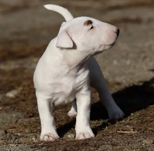 Bull Terrier filhote disponível.