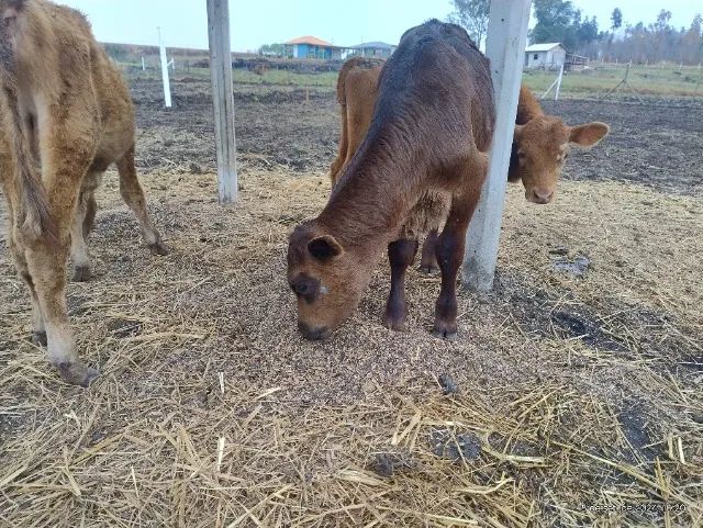 Bezerros  touro novilha - Foto 6