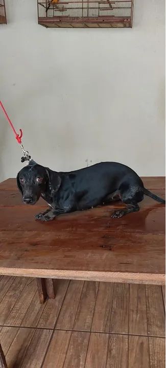 Dachshund basset salsicha Teckel fêmea  - Foto 6