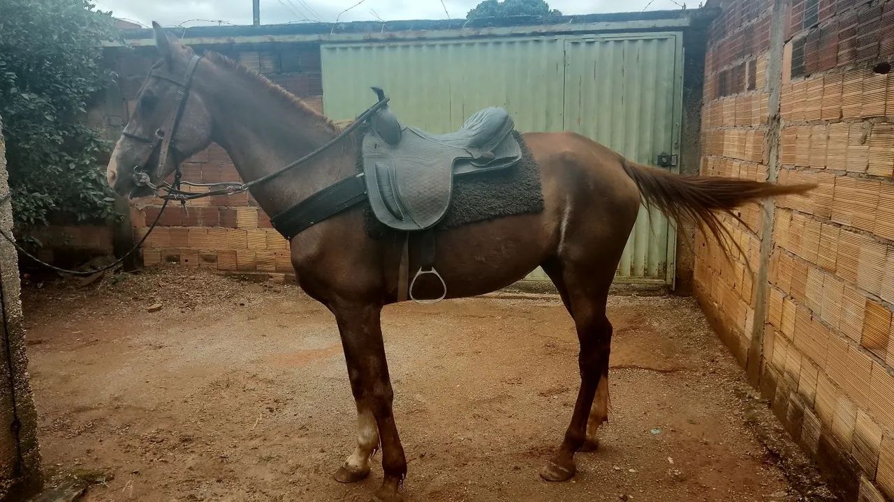 Cavalo Mangalarga Marchado
