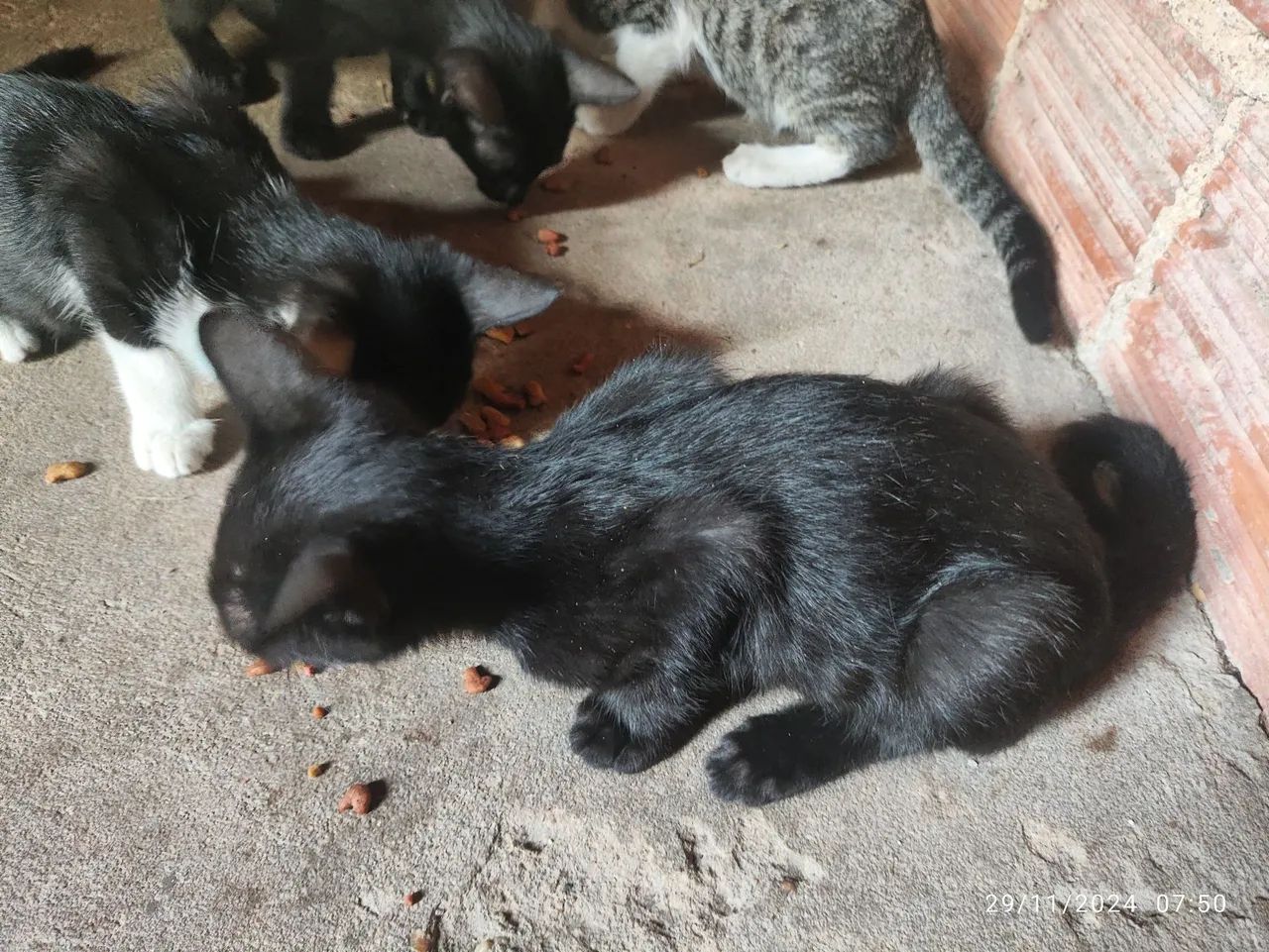 Gatinhos pretos e brancos para adoção - Foto 3