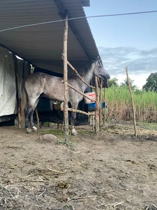 Cavalo mangalarga  - Foto 5