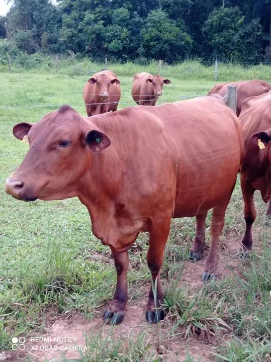 Touros, novilhas, bezerros, vacas com cria ao pé. Senepol - Foto 2
