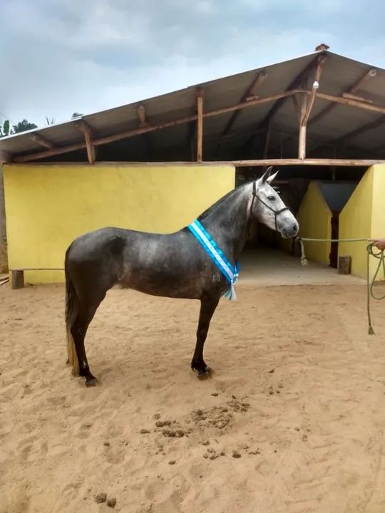 Égua mangalarga marchador 