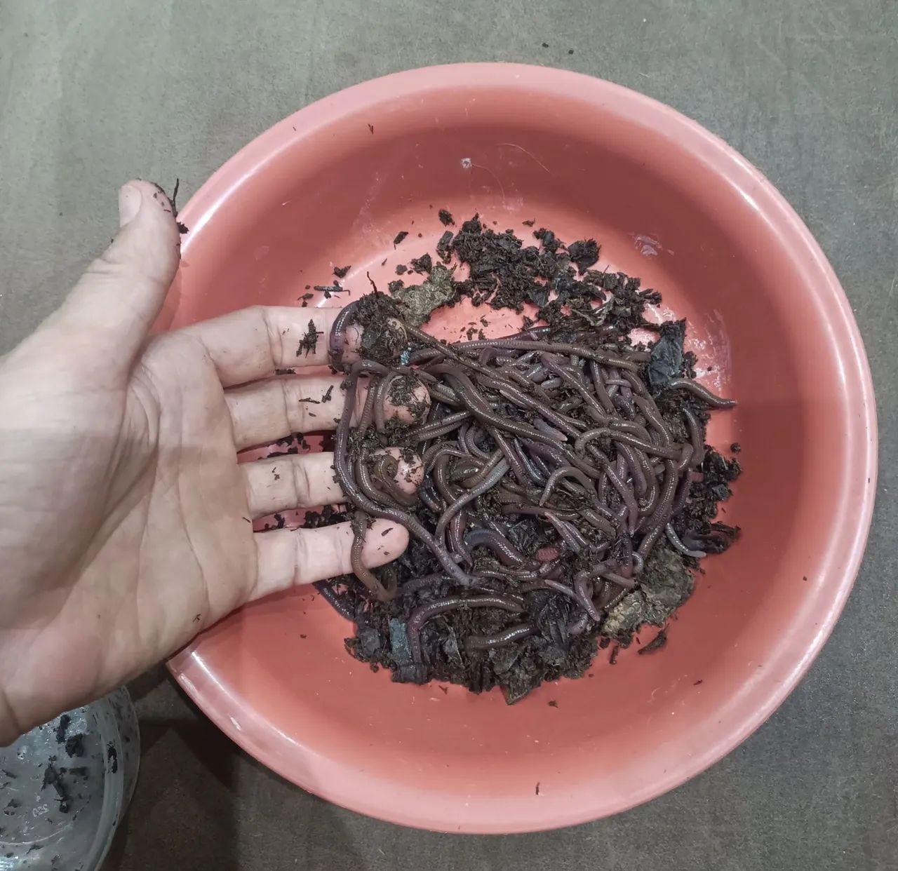 Minhoca Africana  - Foto 3