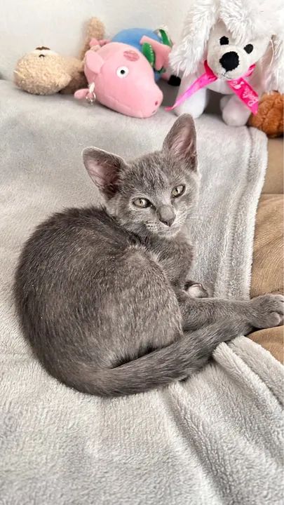 Gatinha cinza fofinha para adoção