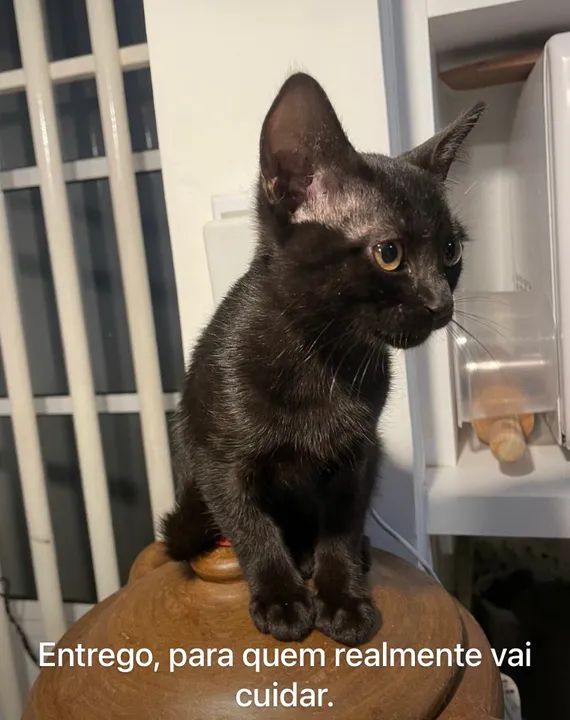 Gatinha para doação  - Foto 3