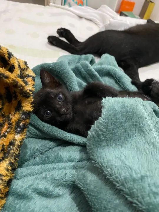 Adoção responsável, uma gatinha fofinha. Ajudarei na castração - Foto 3