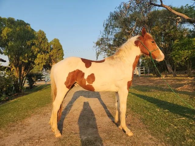 Potro Paint Horse