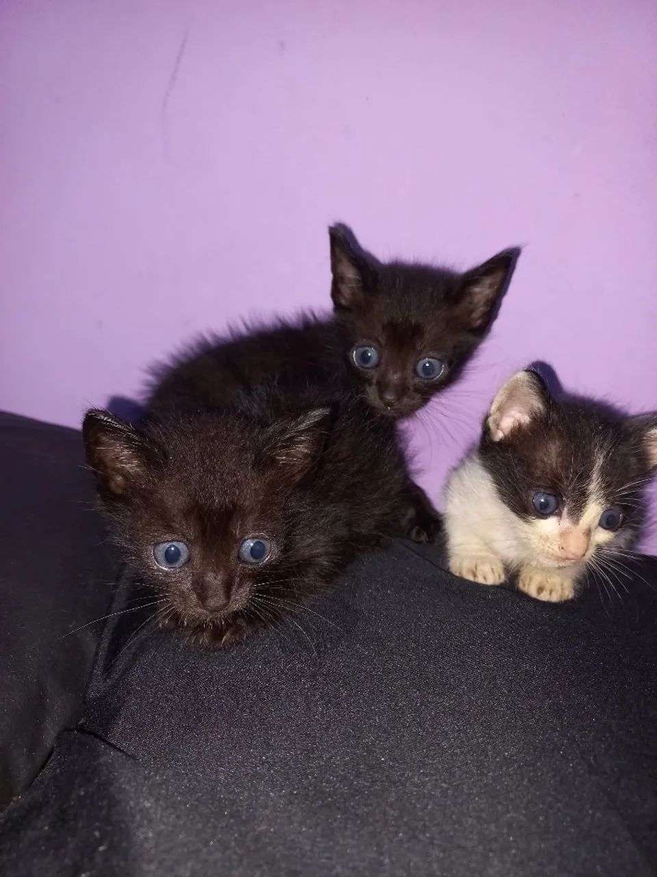 Gatinhos Peludinhos para Adoção - Foto 2