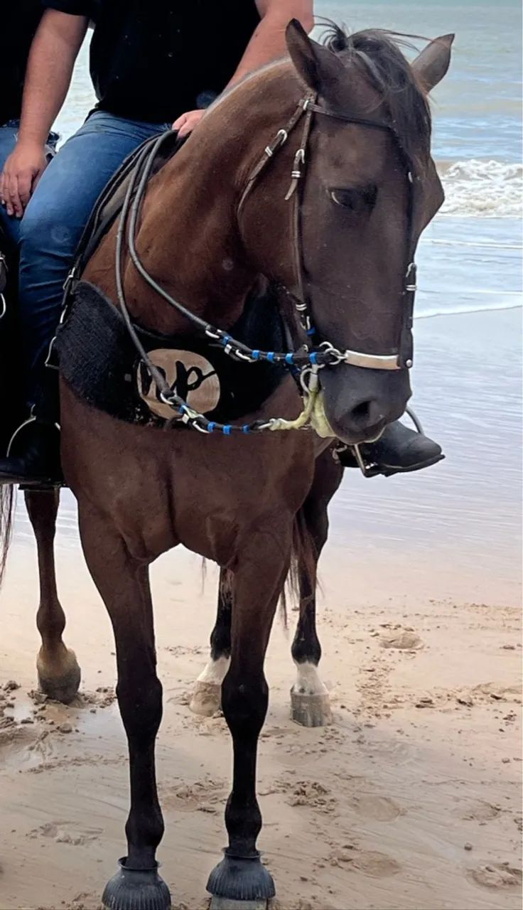 (Cavalo) Egua de vaquejada pronta para qualquer corrida - Foto 2