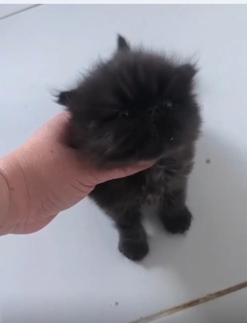 Disponível  - Foto 3