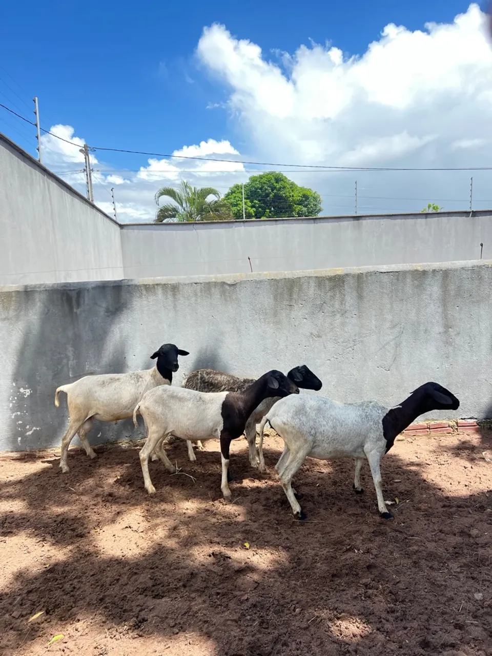 Vendo Rebanho de carneiro