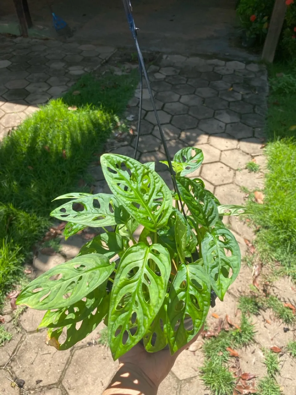 Plantas pendentes