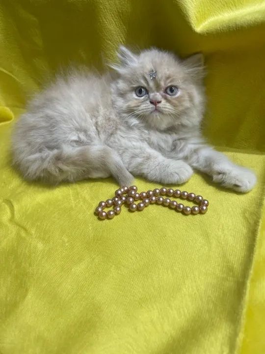 Gatinho Persa disponível com pedigree