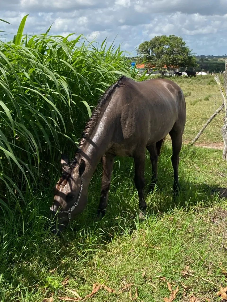 Égua mestiça de QM - Foto 6