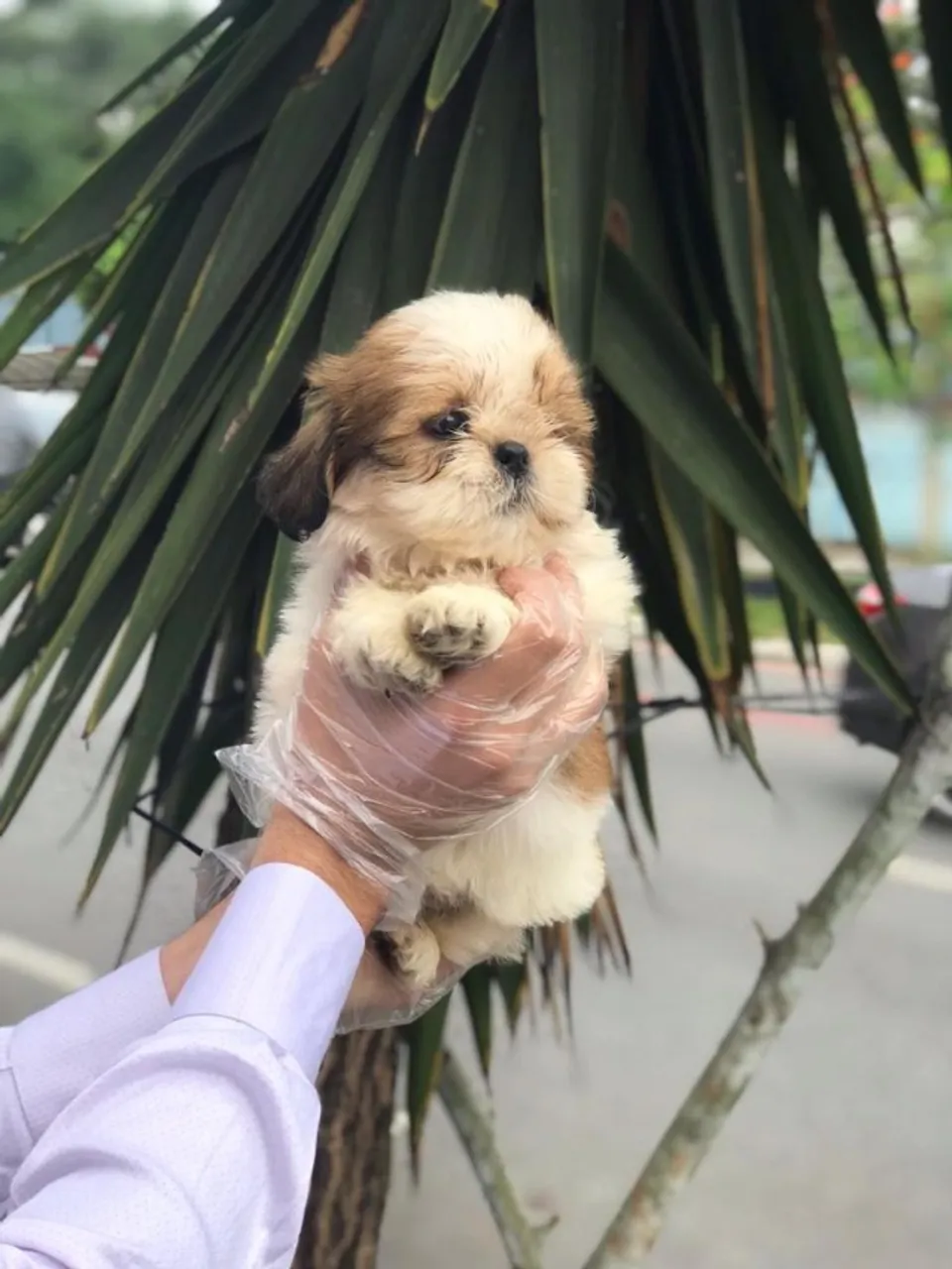 Shih Tzu- Fêmea disponivel em loja á pronta entrega, com 54 dias-Dani